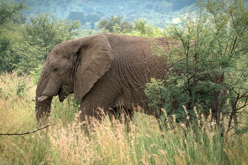 Serengeti Safari